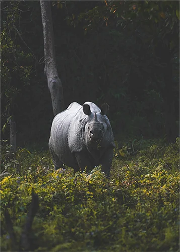 northeast travel packages-kaziranga